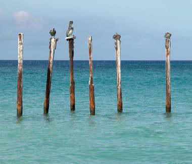 Pelicans sitting on posts in water.