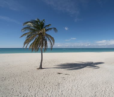 Lone palm tree on beach.