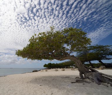 Tree with twisted trunk on beach.